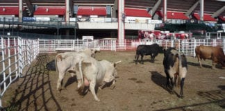 Cheyenne Frontier Days